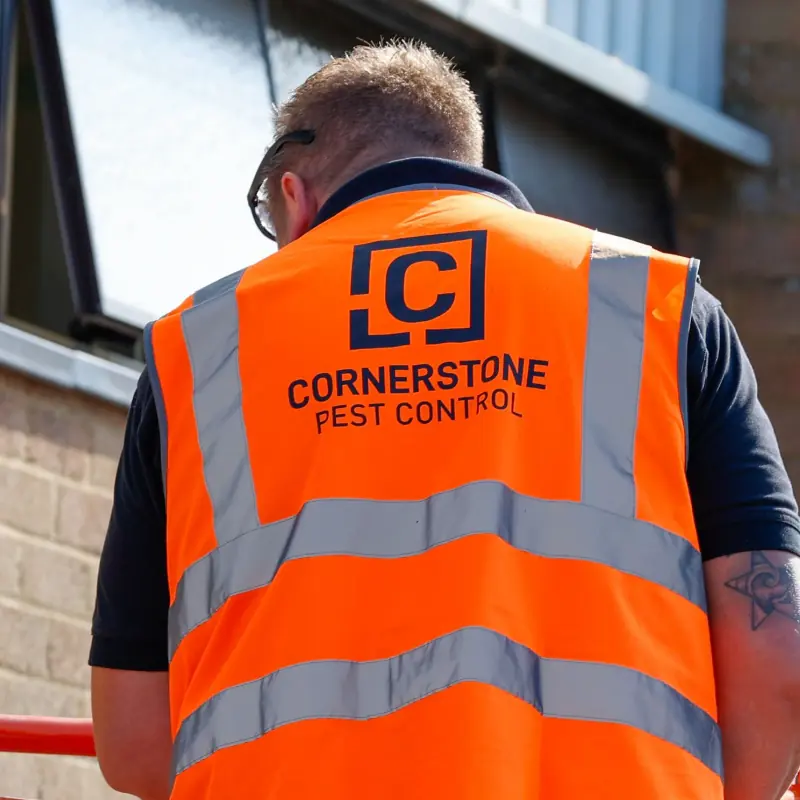 The back of a Cornerstone Pest Control branded hi-vis vest, worn by a technician on a job in Surrey